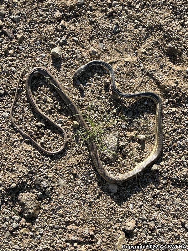 Sonoran Whipsnake (Coluber bilineatus)