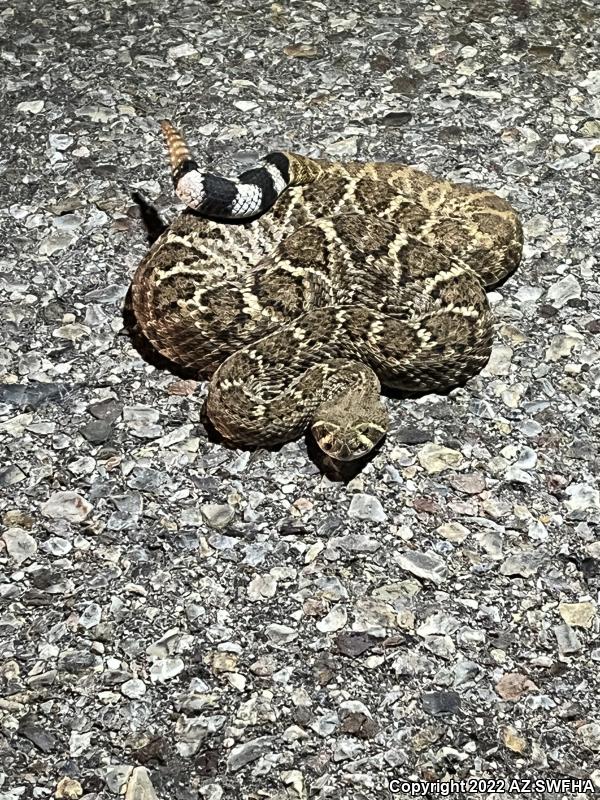 Western Diamond-backed Rattlesnake (Crotalus atrox)