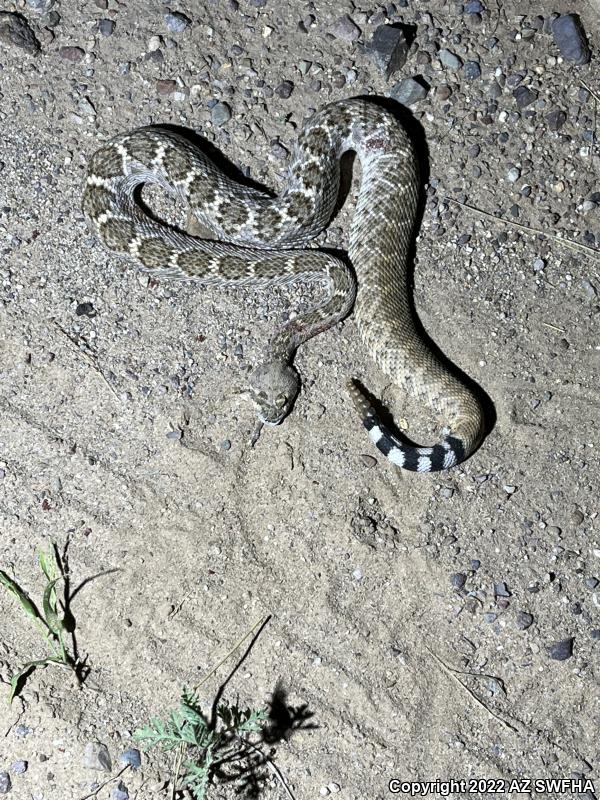 Western Diamond-backed Rattlesnake (Crotalus atrox)