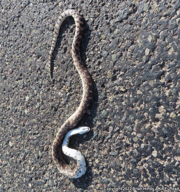 Sonoran Gopher Snake (Pituophis catenifer affinis)