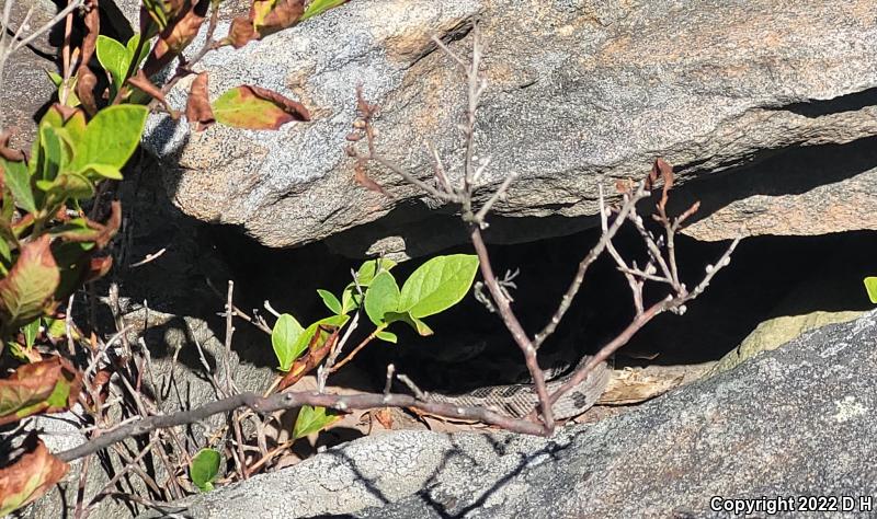 Timber Rattlesnake (Crotalus horridus)