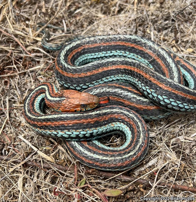 San Francisco Gartersnake (Thamnophis sirtalis tetrataenia)