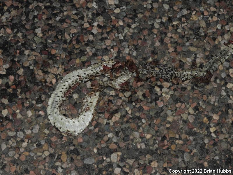 Sonoran Gopher Snake (Pituophis catenifer affinis)