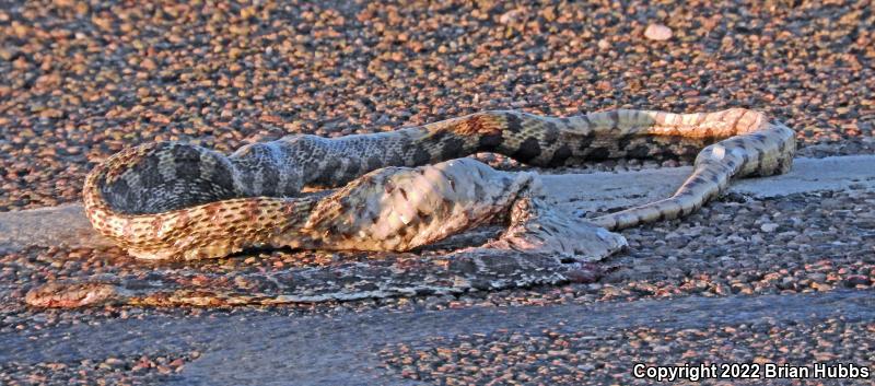 Sonoran Gopher Snake (Pituophis catenifer affinis)