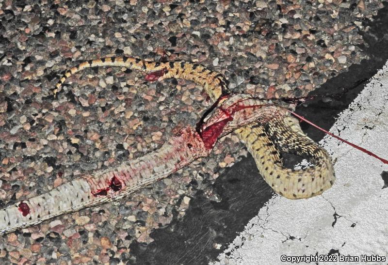 Sonoran Gopher Snake (Pituophis catenifer affinis)