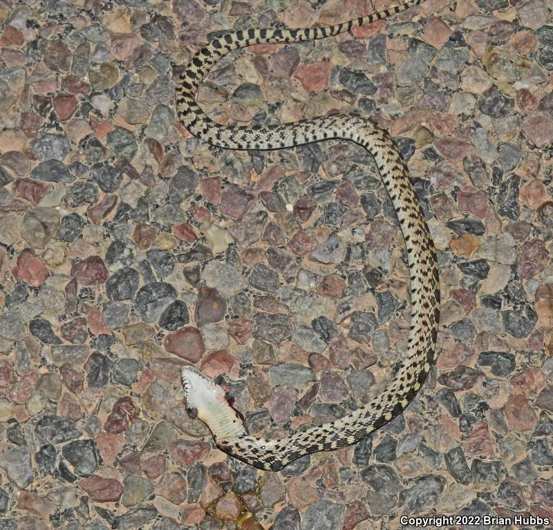 Sonoran Gopher Snake (Pituophis catenifer affinis)