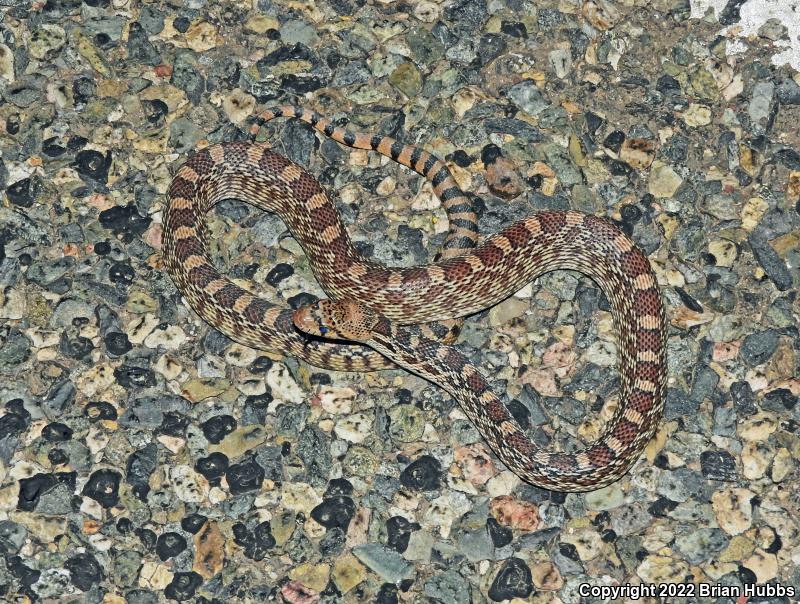 Sonoran Gopher Snake (Pituophis catenifer affinis)