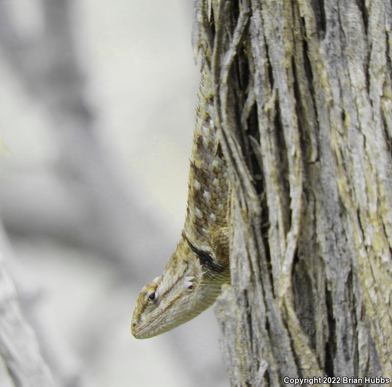 Desert Spiny Lizard (Sceloporus magister)