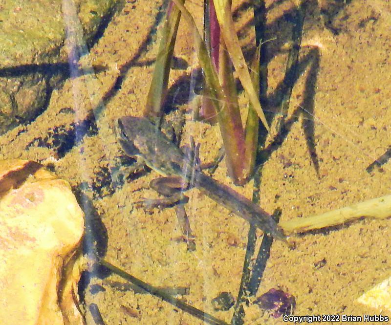 Arizona Treefrog (Hyla wrightorum)