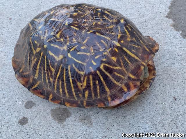 Desert Box Turtle (Terrapene ornata luteola)