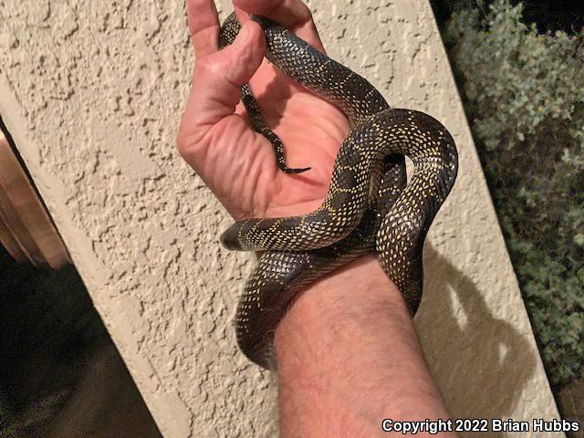 Desert Kingsnake (Lampropeltis getula splendida)