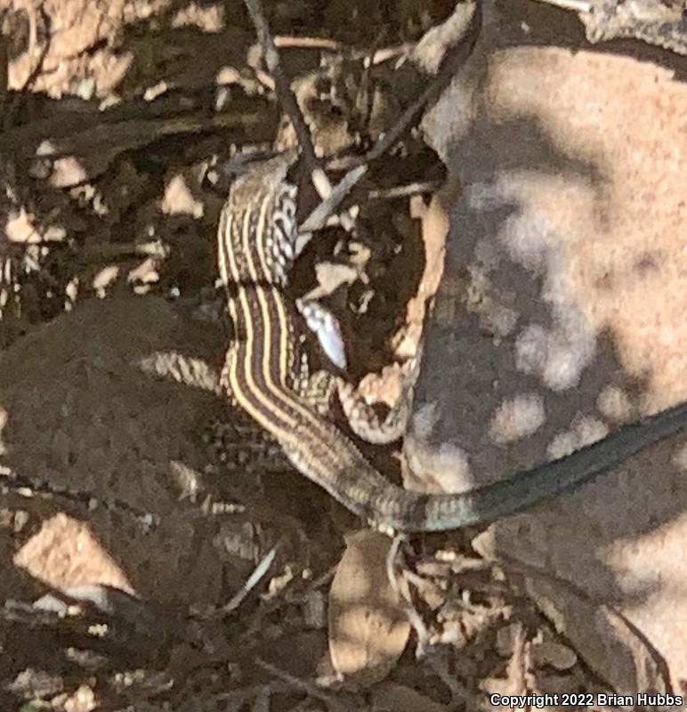 Gila Spotted Whiptail (Aspidoscelis flagellicauda)