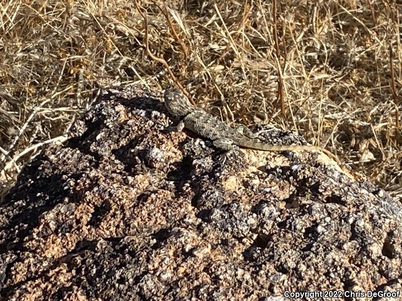 Yellow-backed Spiny Lizard (Sceloporus uniformis)