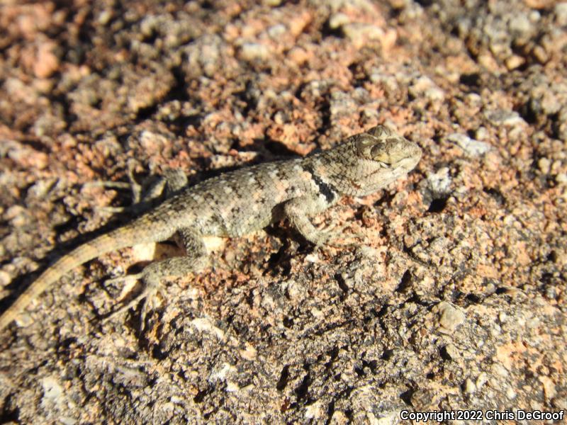 Yellow-backed Spiny Lizard (Sceloporus uniformis)