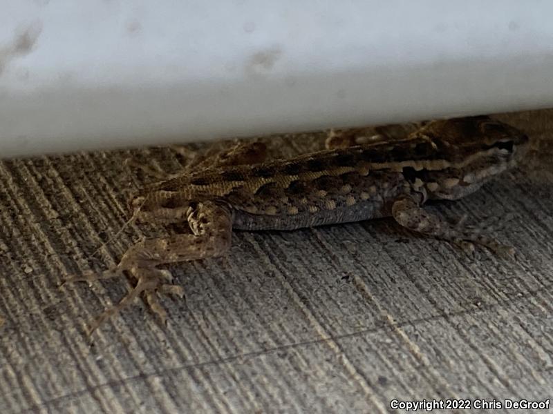 Western Side-blotched Lizard (Uta stansburiana elegans)