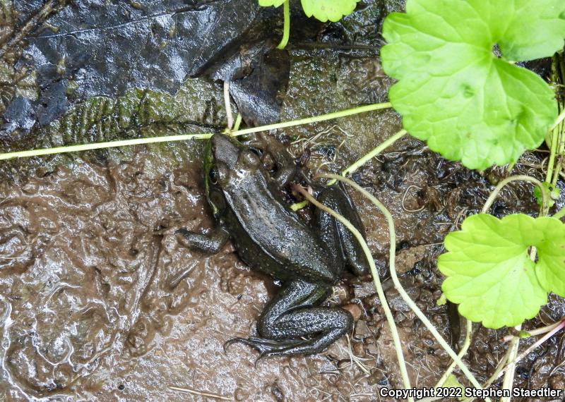 Northern Green Frog (Lithobates clamitans melanota)