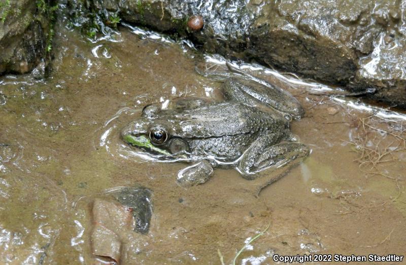 Northern Green Frog (Lithobates clamitans melanota)