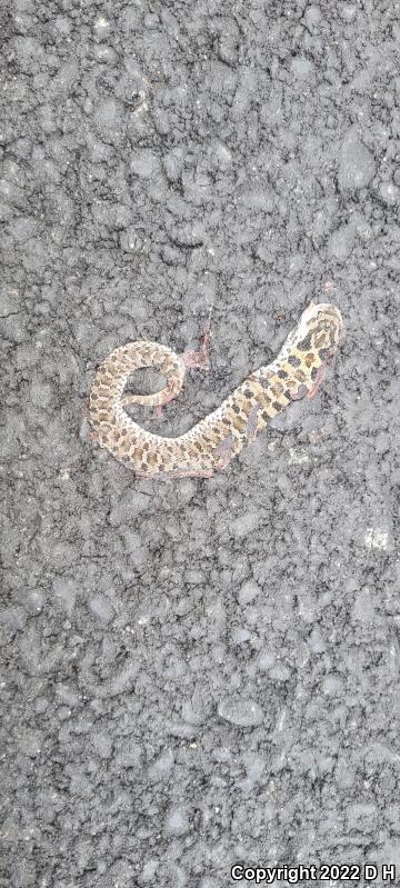 Eastern Hog-nosed Snake (Heterodon platirhinos)