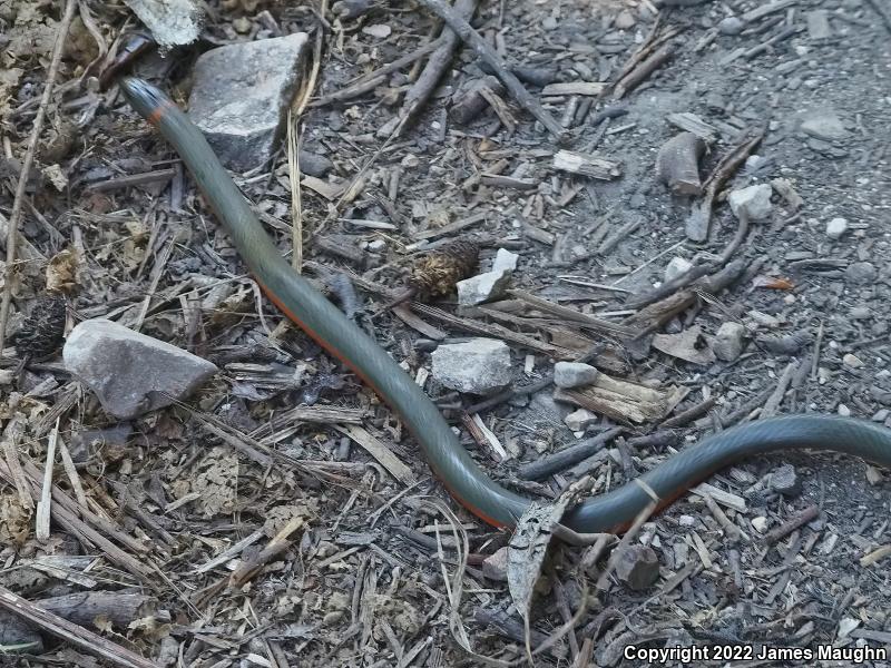 Pacific Ring-necked Snake (Diadophis punctatus amabilis)