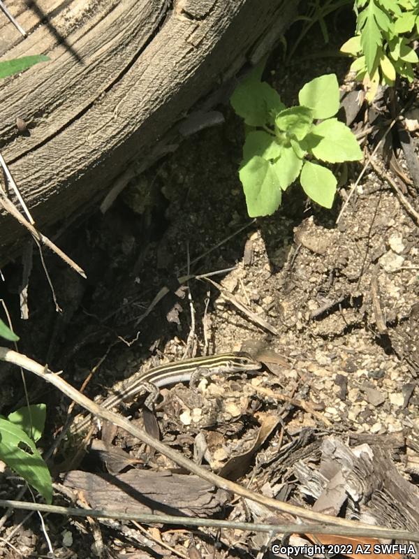 Sonoran Spotted Whiptail (Aspidoscelis sonorae)