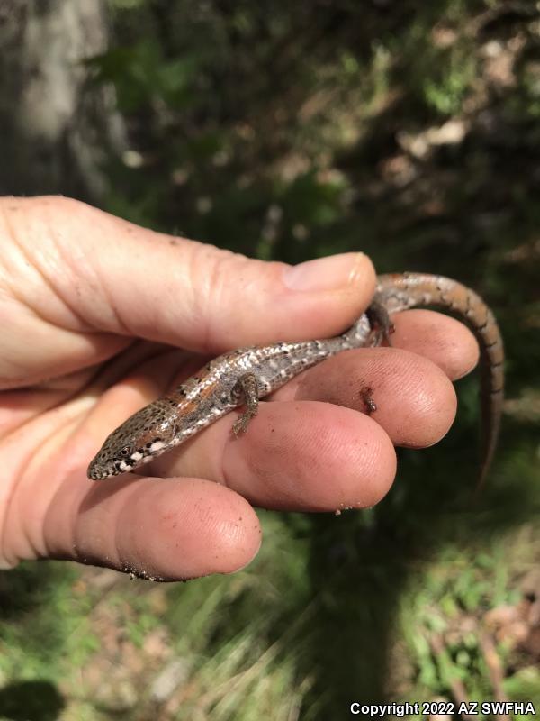 Madrean Alligator Lizard (Elgaria kingii kingii)