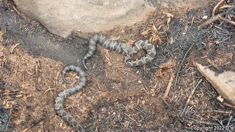 Timber Rattlesnake (Crotalus horridus)