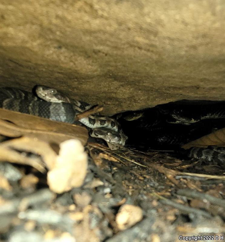 Timber Rattlesnake (Crotalus horridus)