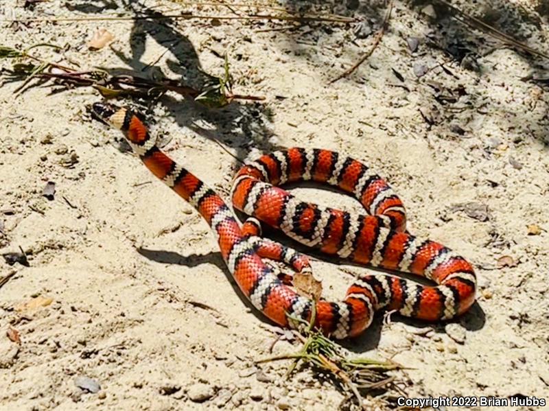 Coast Mountain Kingsnake (Lampropeltis zonata multifasciata)