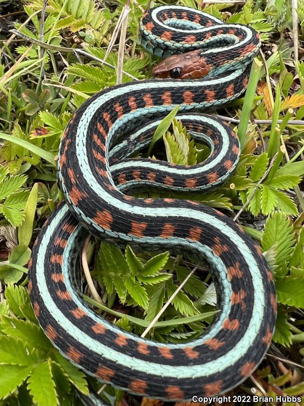 California Red-sided Gartersnake (Thamnophis sirtalis infernalis)