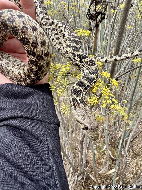 Pacific Gopher Snake (Pituophis catenifer catenifer)