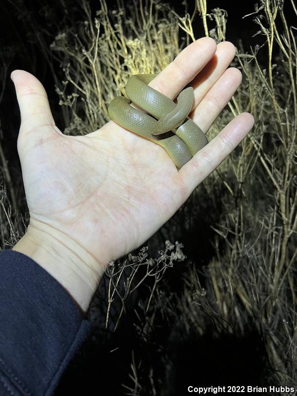 Northern Rubber Boa (Charina bottae)