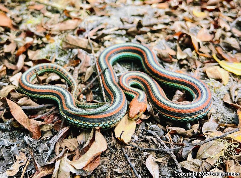 San Francisco Gartersnake (Thamnophis sirtalis tetrataenia)