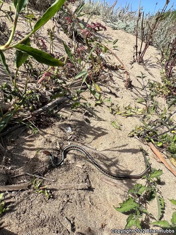 California Red-sided Gartersnake (Thamnophis sirtalis infernalis)