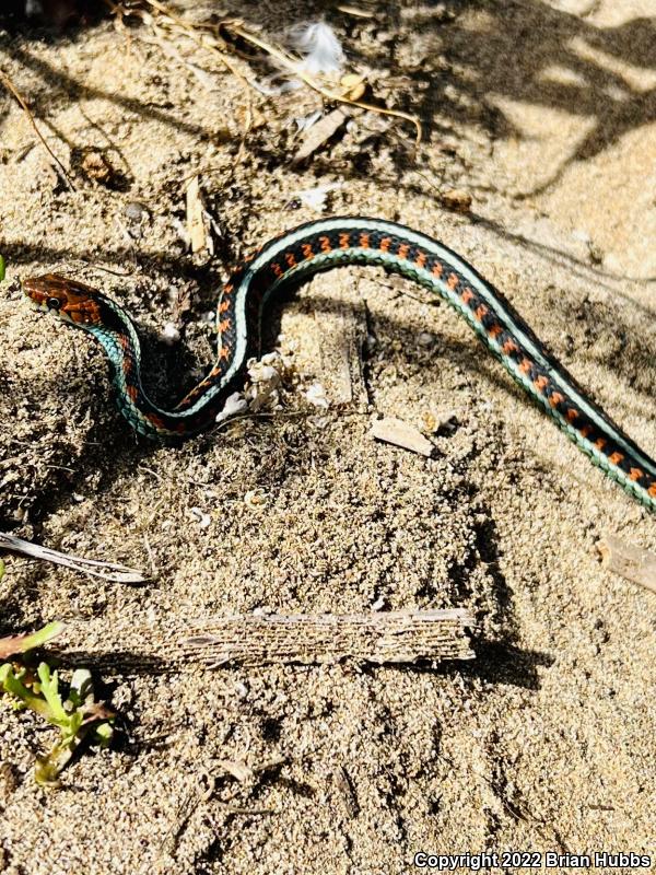 California Red-sided Gartersnake (Thamnophis sirtalis infernalis)