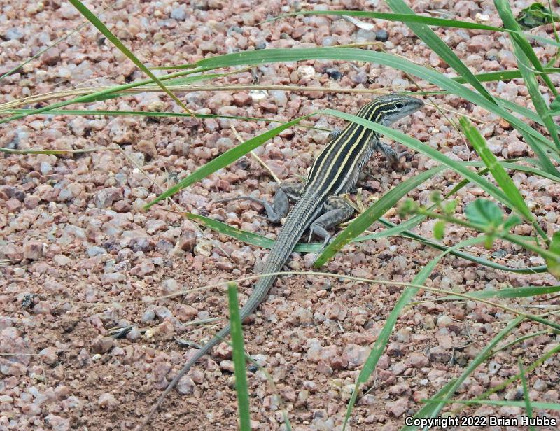 Plateau Striped Whiptail (Aspidoscelis velox)