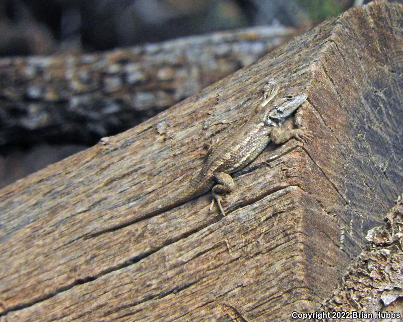 Plateau Fence Lizard (Sceloporus tristichus)