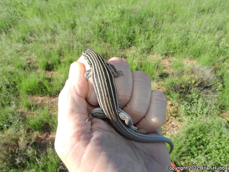 Plateau Striped Whiptail (Aspidoscelis velox)