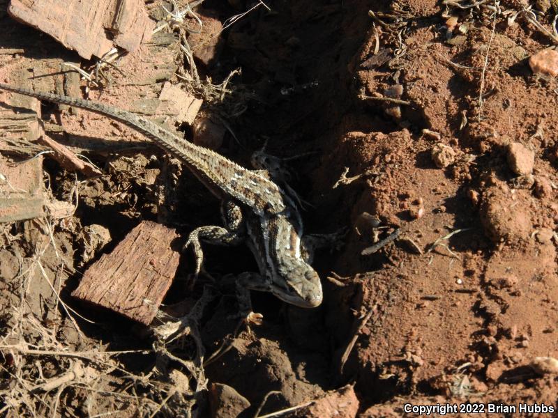 Plateau Fence Lizard (Sceloporus tristichus)