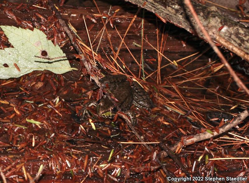 Northern Green Frog (Lithobates clamitans melanota)