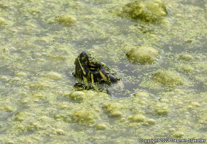 Eastern Painted Turtle (Chrysemys picta picta)