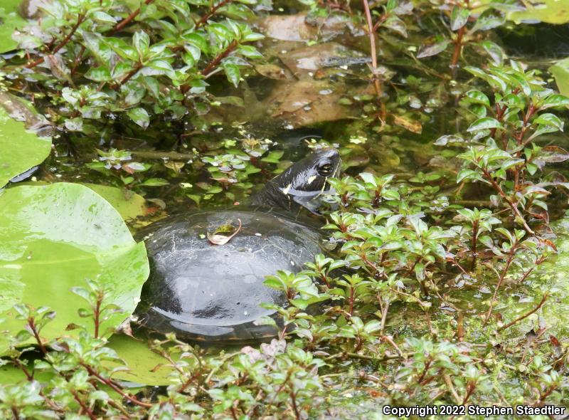 Eastern Painted Turtle (Chrysemys picta picta)