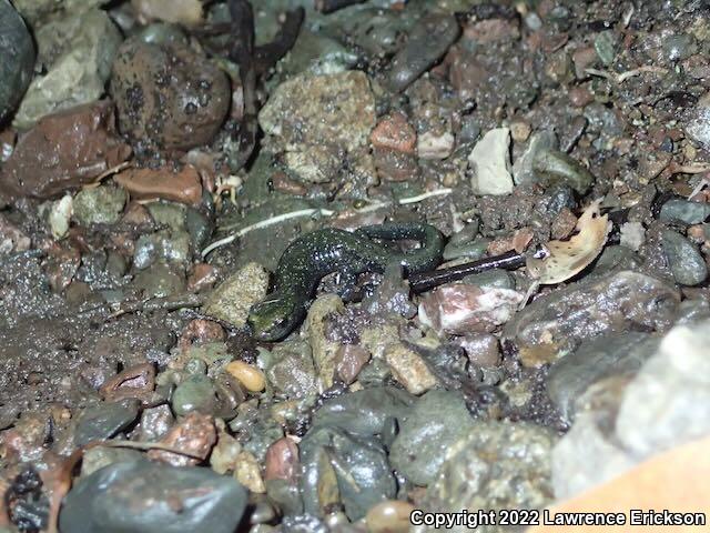 Santa Cruz Black Salamander (Aneides flavipunctatus niger)