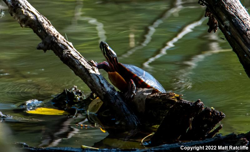 Eastern Painted Turtle (Chrysemys picta picta)