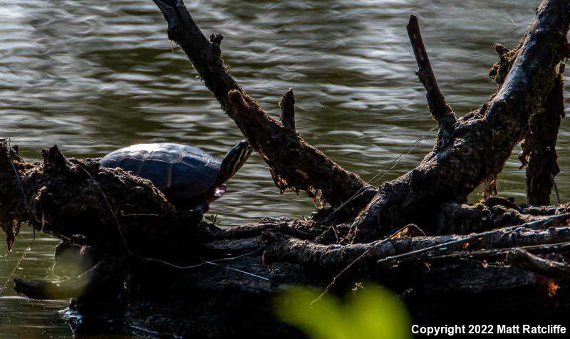 Eastern Painted Turtle (Chrysemys picta picta)