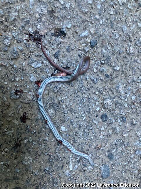 Forest Sharp-tailed Snake (Contia longicaudae)