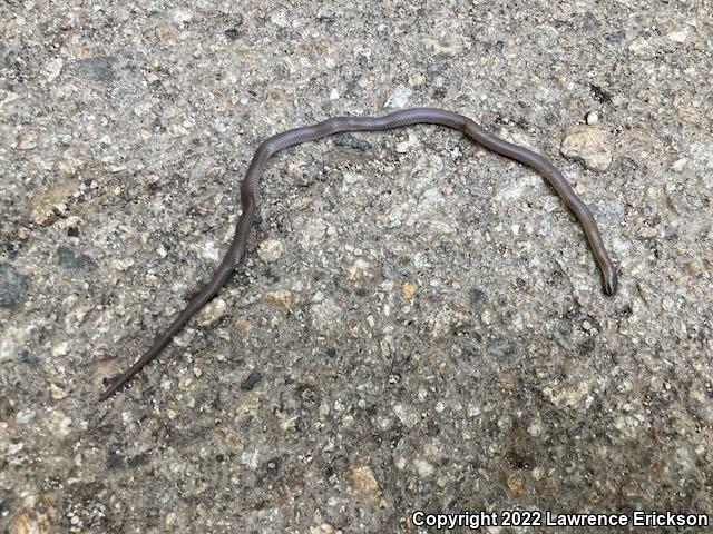 Forest Sharp-tailed Snake (Contia longicaudae)