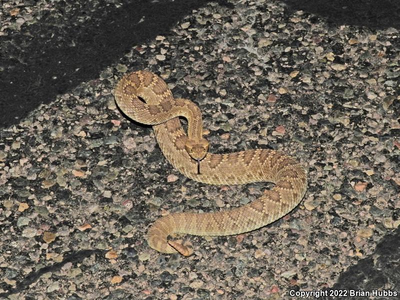 Mohave Rattlesnake (Crotalus scutulatus scutulatus)