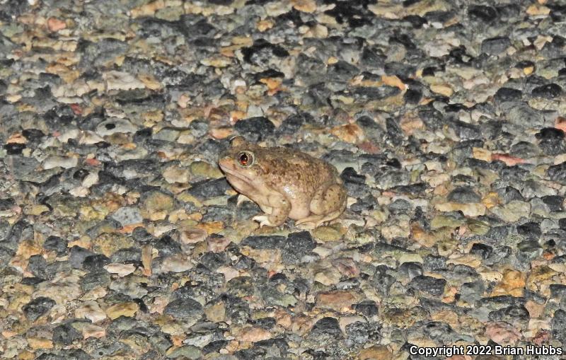 Mexican Spadefoot (Spea multiplicata)