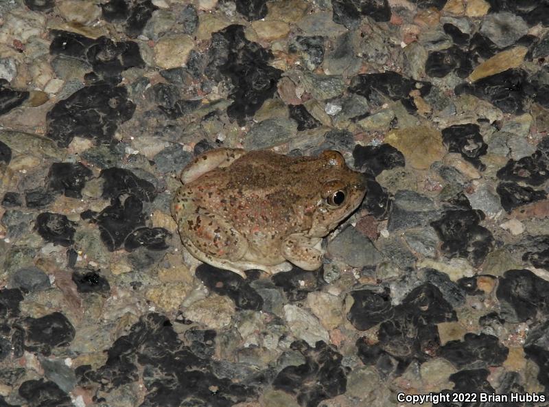 Mexican Spadefoot (Spea multiplicata)