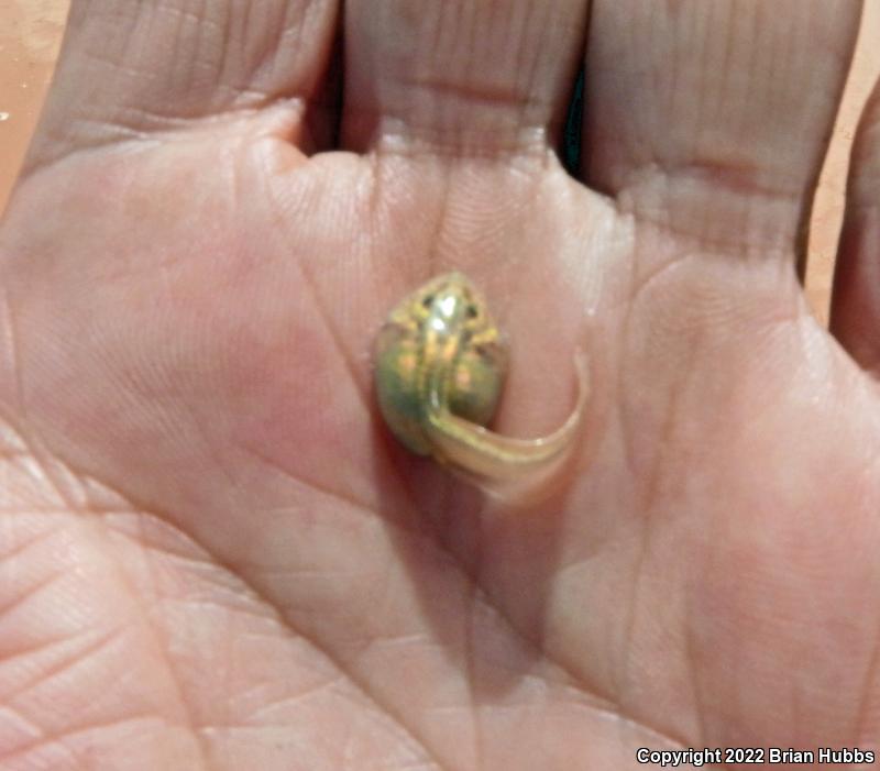 Mexican Spadefoot (Spea multiplicata)